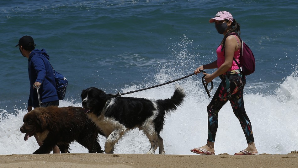 Altas temperaturas en verano: Recomendaciones para proteger a tus mascotas del calor