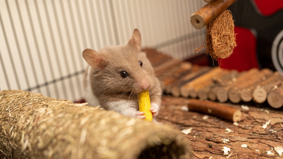 hamster Hamster