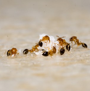 Con estos consejos puedes mantener a las hormigas fuera de tu casa Con estos consejos puedes mantener a las hormigas fuera de tu casa