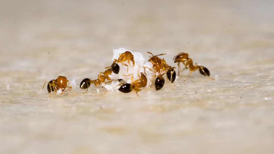 Hormigas con un terrón de azúcar
