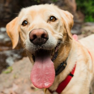 ¿Nunca has tenido un perro? Estas razas son las mejores si es la primera vez que tendrás una mascota ¿Nunca has tenido un perro? Estas razas son las mejores si es la primera vez que tendrás una mascota