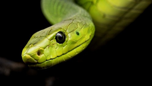 Encuentran a hombre fallecido en su casa rodeado de más de 100 serpientes