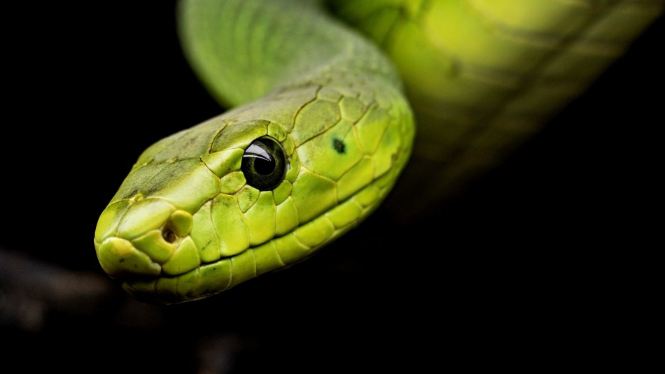 Encuentran a hombre fallecido en su casa rodeado de más de 100 serpientes