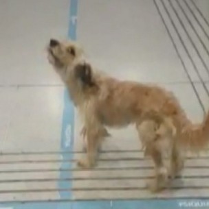 Estaría buscando a su dueño: Video muestra a perrito que llora desde hace días al interior de hospital de Maipú Estaría buscando a su dueño: Video muestra a perrito que llora desde hace días al interior de hospital de Maipú