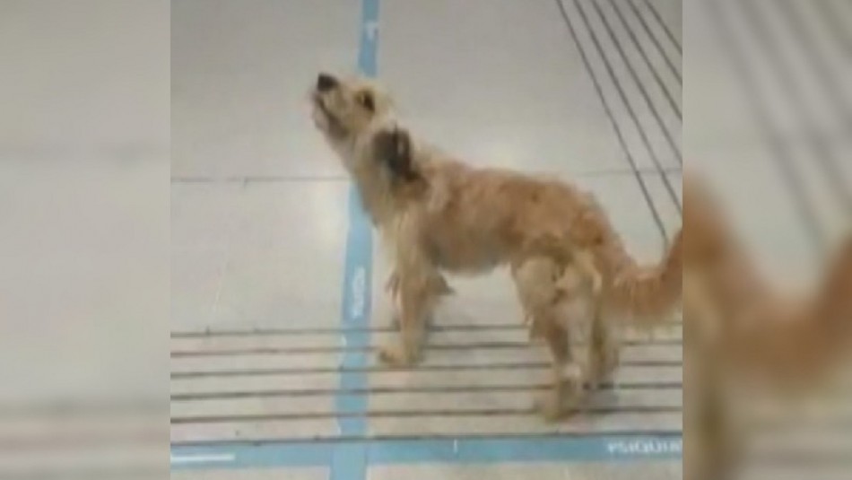 Estaría buscando a su dueño: Video muestra a perrito que llora desde hace días al interior de hospital de Maipú