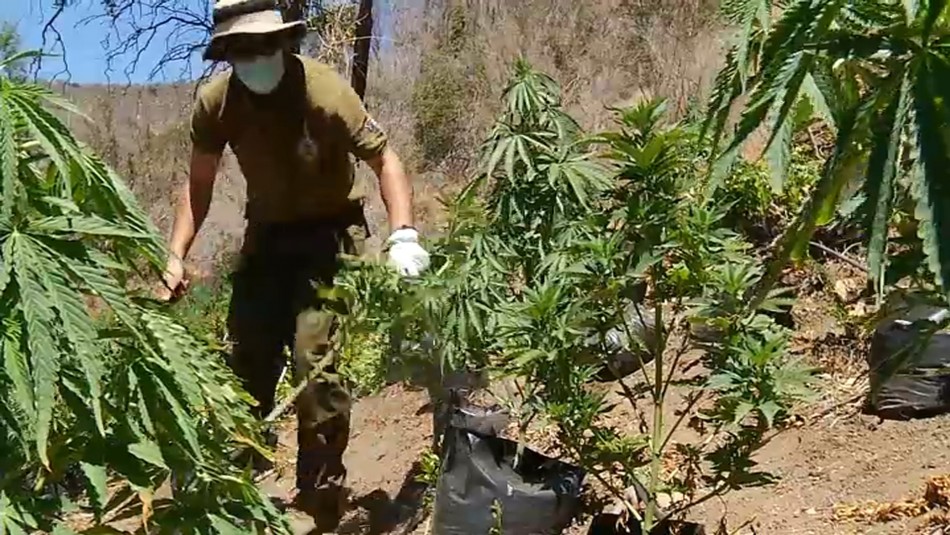 Regadío por goteo, micro laboratorios y vigilancia armada: narcos instalan extensos cultivos de marihuana en quebradas