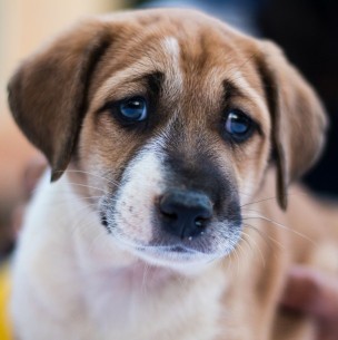 Estos son los cambios de comportamiento en tu perro que podrían indicar que tiene depresión Estos son los cambios de comportamiento en tu perro que podrían indicar que tiene depresión