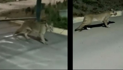 'Está en su territorio': cámara registra paso de un Puma por Las Condes