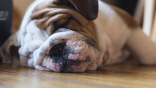 Son los más dormilones: Estas son las 5 razas de perros que más disfrutan de las horas de sueño