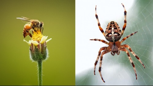 ¿Abeja, pulga o araña? Estas son las claves que te ayudarán a diferenciar las diversas picaduras de insectos
