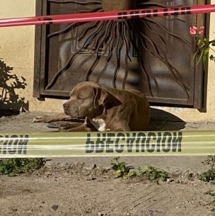 Perro rescatado por periodista mexicana asesinada se hace viral al esperarla en la puerta de su casa Perro rescatado por periodista mexicana asesinada se hace viral al esperarla en la puerta de su casa