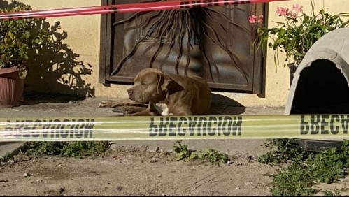 Perro rescatado por periodista mexicana asesinada se hace viral al esperarla en la puerta de su casa