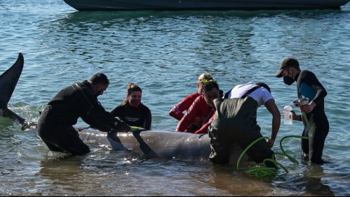 Ballena herida encontrada cerca de la costa de Atenas vuelve a aguas profundas
