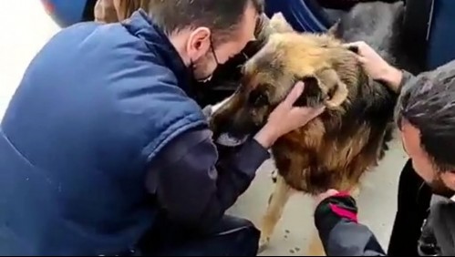 Encuentran a perro perdido hace casi siete años en España: Su dueño murió esperando el reencuentro