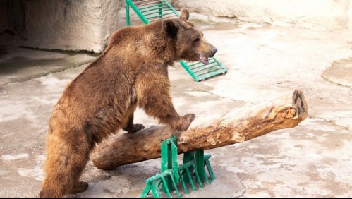 Video capta escena de terror en zoológico: Rescatan a niña de 3 años tras ser lanzada por su madre a jaula de un oso