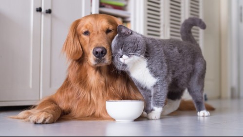 ¿Vives en un departamento? Conoce cuántas mascotas puedes tener según consejos de veterinarias