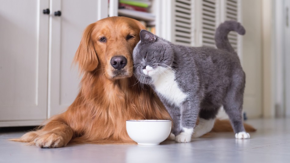 cuantos perros se permiten en un apartamento