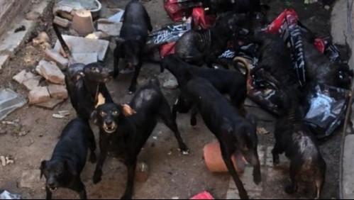 La compleja situación de la mujer que vive con una jauría de perros rescatados: 'Se comen entre ellos'