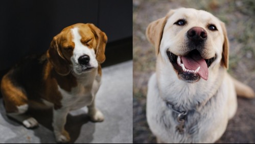 Tienen 'manitos de hacha': Estas son las razas de perros más traviesas que puedes encontrar