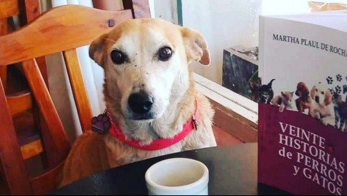 'Corchito': La historia del perrito abandonado por su familia y que ahora acompaña a los clientes de un restaurante