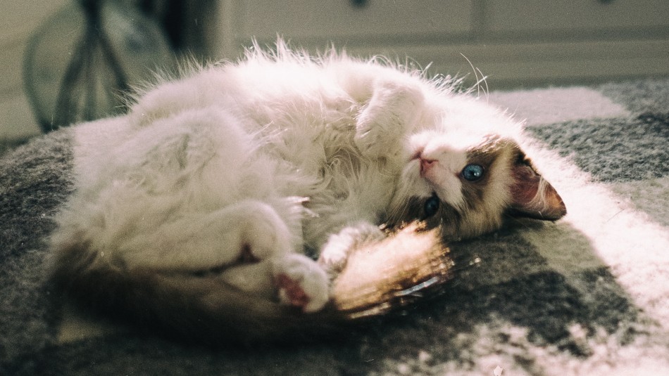 gato-ragdoll Gato Ragdoll