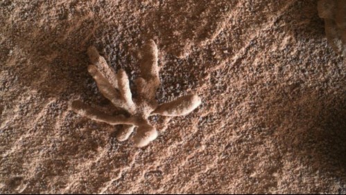 'Flor de Marte': Estas son las extrañas imágenes obtenidas por el rover Curiosity en suelo marciano