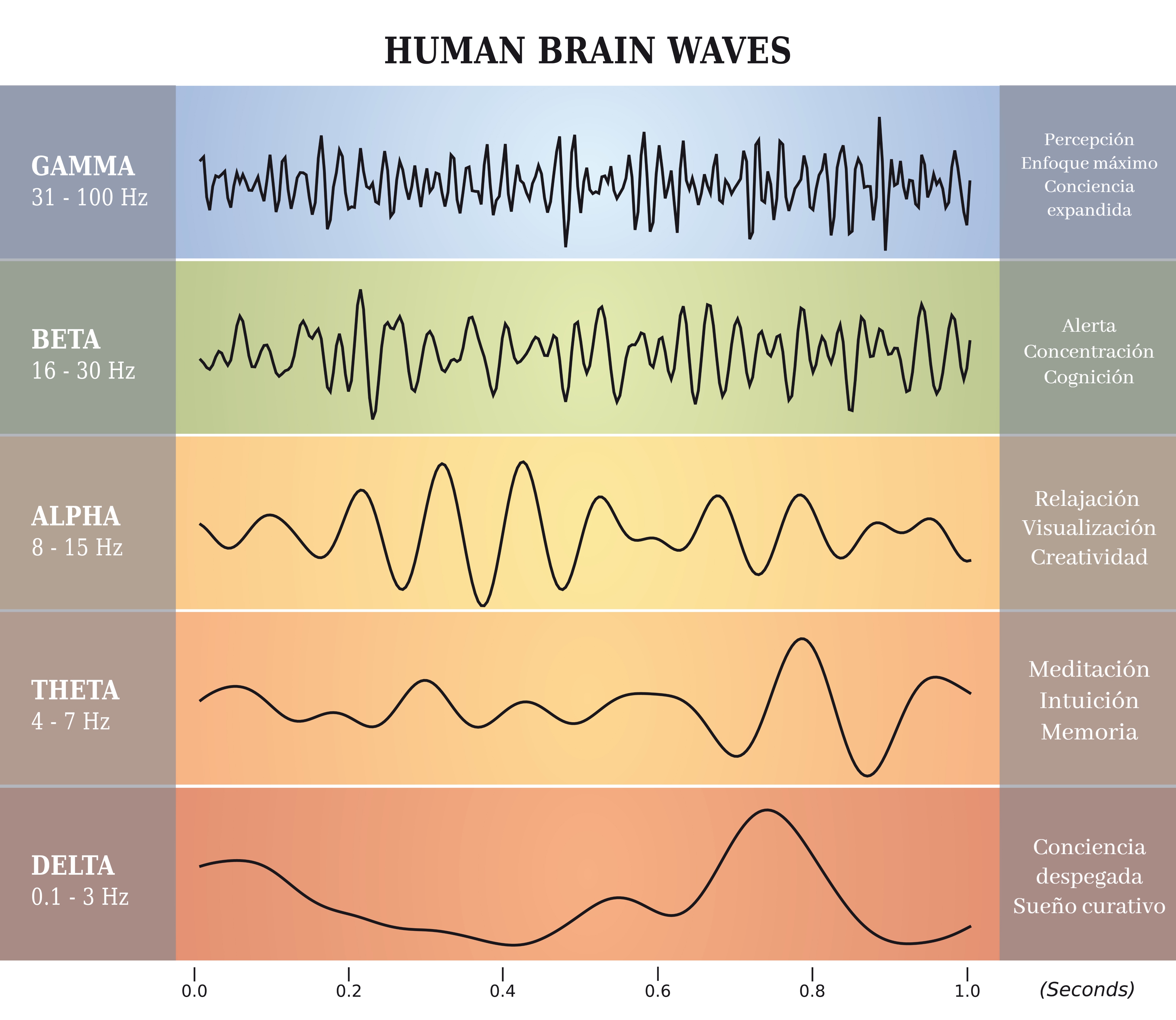 Diferentes ondas cerebrales