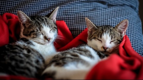 Se separó de su pareja y lo llevó a la justicia para reclamar a sus gatos: El hombre le prohibió ver a sus mascotas