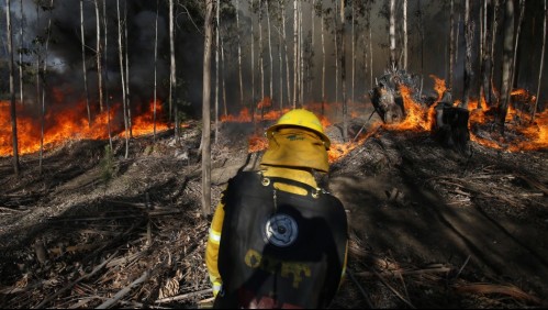 Onemi declara 'Alerta Roja' para la comuna de Coltauco por incendio forestal