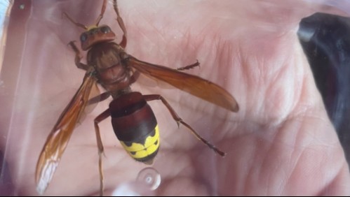 Avispón oriental que en otros países generó plagas agrícola y apícola es avistado en tres comunas de la RM