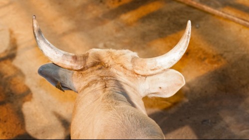 La viralizada reacción de un padre en un rodeo: Se lanzó sobre su hijo para salvarlo de la embestida de un toro