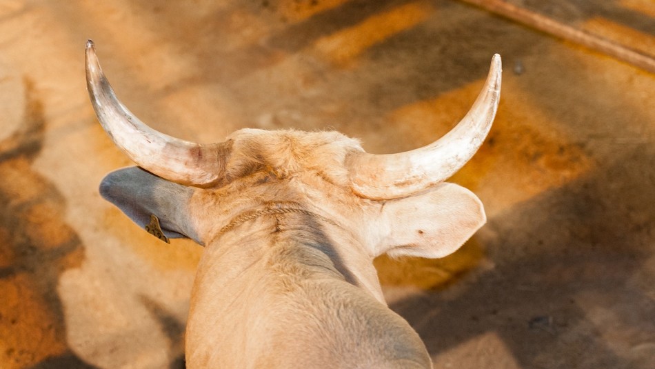 padre-se-lanza-sobre-su-hijo-para-salvarlo-de-la-embestida-de-un-toro La viralizada reacción de un padre en un rodeo: Se lanzó sobre su hijo para salvarlo de la embestida de un toro