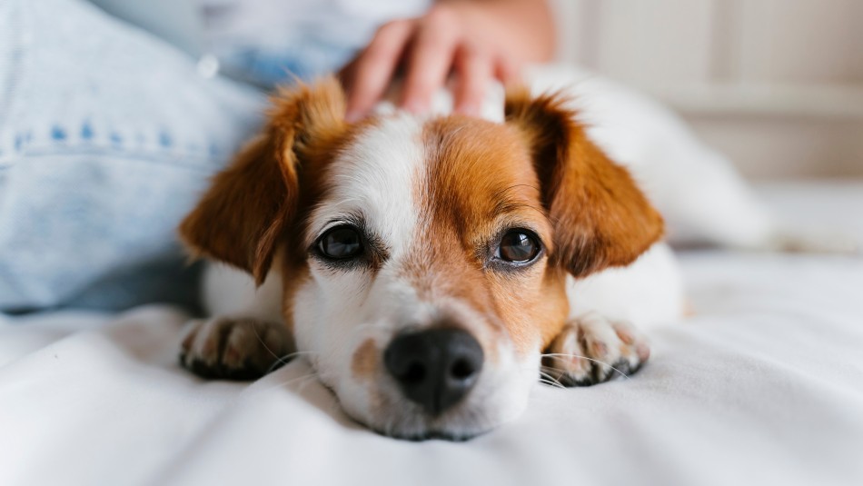 Esto es lo que debes hacer con tu perro antes de salir para que no esté ansioso Esto es lo que debes hacer con tu perro antes de salir para que no esté ansioso