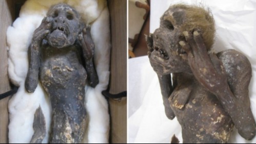La misteriosa historia de la 'sirena' momificada de 300 años: Se dice que comer su carne otorgaría inmortalidad
