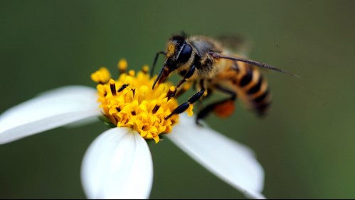 Investigan la muerte de un hombre en región del Maule: Habría fallecido tras ser picado por una abeja