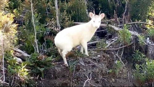 Extraño ejemplar de pudú albino fue avistado en Chiloé