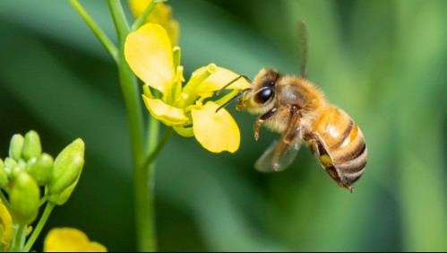 Picaduras de abeja: ¿Por qué algunas personas pueden morir por el contacto del aguijón?