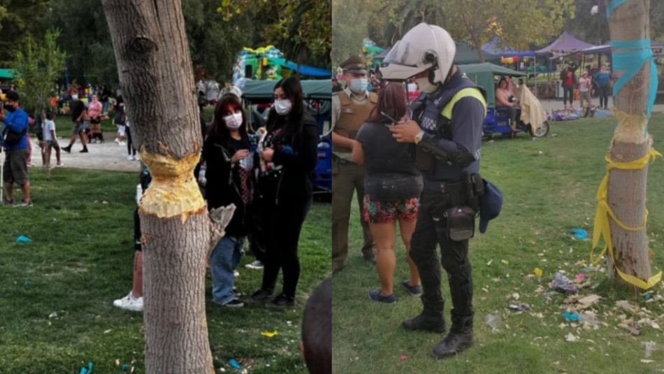 Denuncian a personas talando un árbol en medio de presunto ritual andino en Parque de Los Reyes