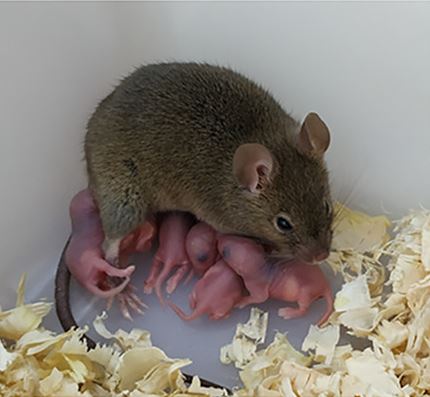 Ratona que dio a luz ratoncitos genéticamente modificados
