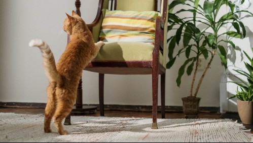 'Suena raro pero hay un gato que me roba las zapatillas': vecinos denuncian a felino que se lleva prendas de vestir