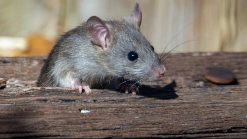 Científicos chinos lograron que una ratona quedara embarazada sin espermatozoides