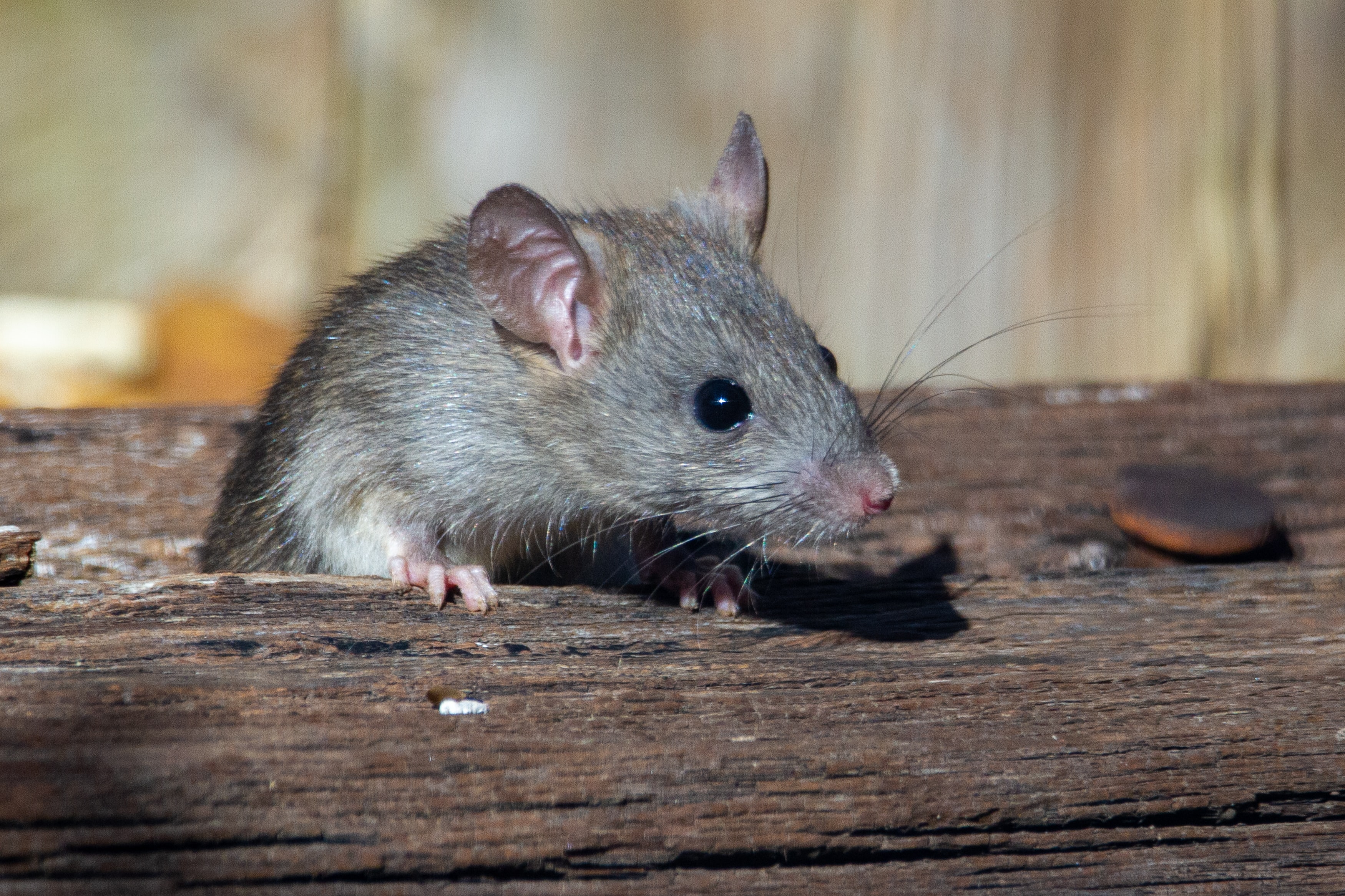 Se pensaba imposible: Científicos chinos consiguieron que una ratona se embarazara sin espermatozoides