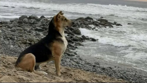 'Vaguito': El perro que mira por horas al mar esperando que algún día regrese su dueño fallecido