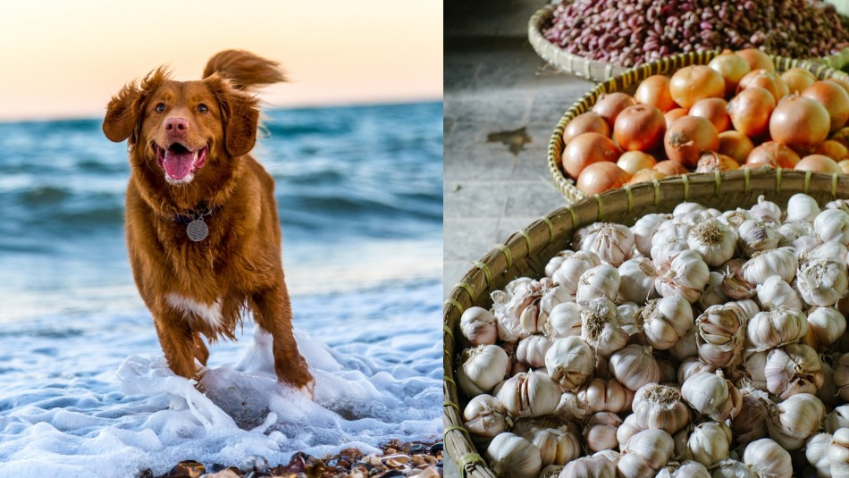 alimentos-malos-perros alimentos malos perros