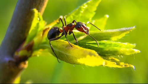 Expertos investigan cómo las hormigas podrían 'oler' y detectar el cáncer en los humanos