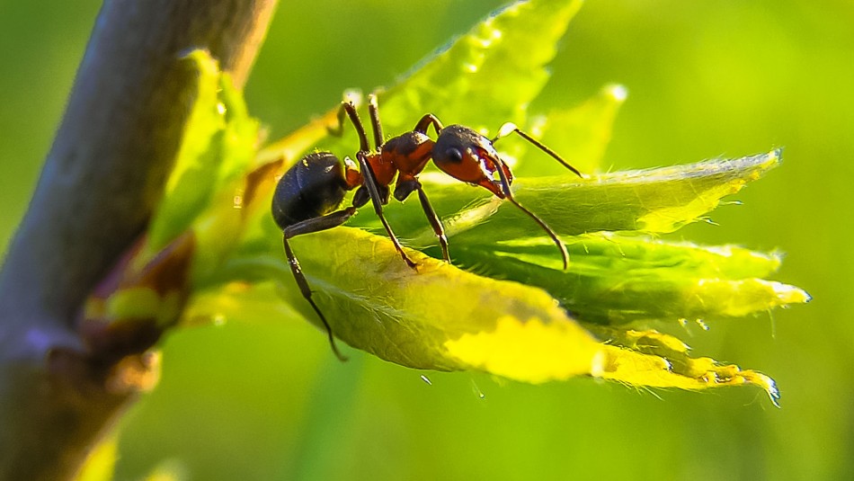 hormigas Hormigas