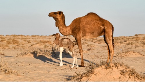 Camello que escapó de un zoológico mata a dos personas: Policías debieron abatirlo
