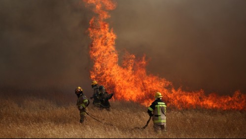 Incendio forestal amenaza a viviendas y a infraestructura crítica en Coelemu : Ha consumido 1.500 hectáreas