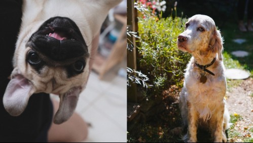 Son verdaderos amigos: Las 5 razas de perros que pueden ser tus mejores compañeros