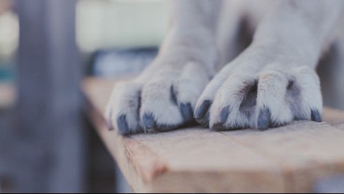 Niño de 2 años es mordido en el cuello por el perro de su familia en el patio de su casa